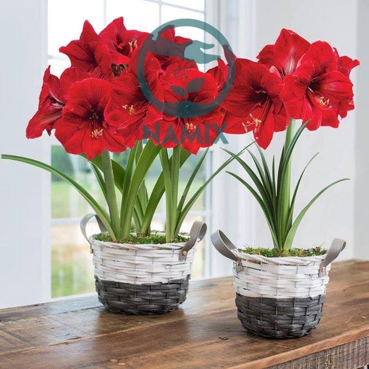 Cách chăm sóc lan tứ diện. Đất sạch trồng hoa Namix