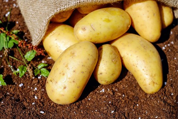 trồng khoai tây