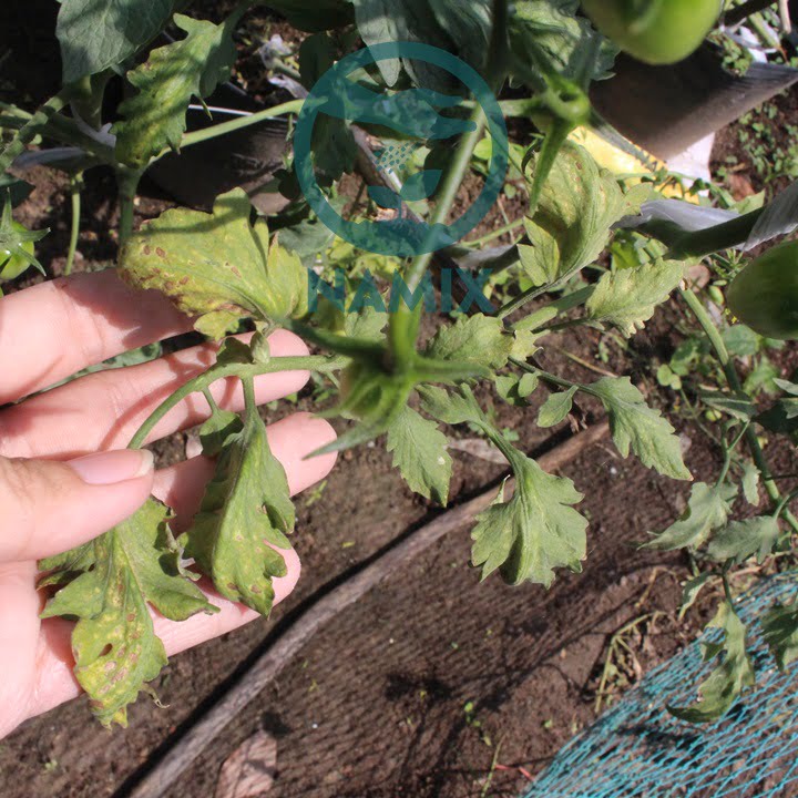 Cách phòng trừ sâu bệnh trên cà chua. Đất sạch trồng cây Namix