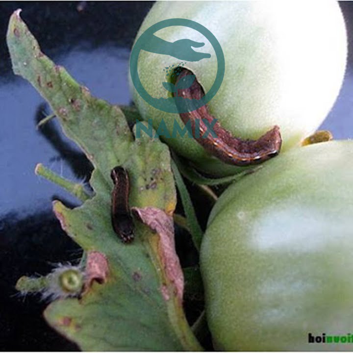 Cách phòng trừ sâu bệnh trên cà chua. Đất sạch trồng cây Namix