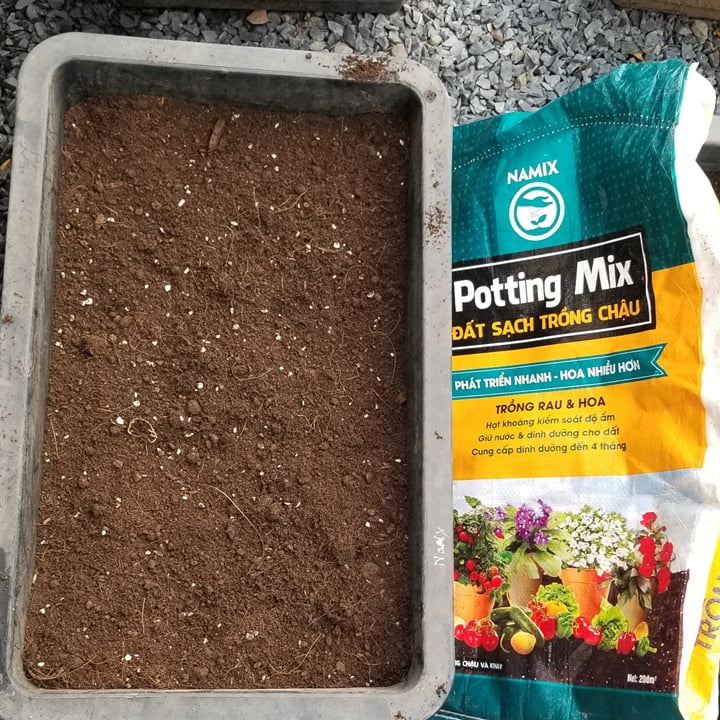 Cách trồng cải bẹ dún với đất sạch Namix