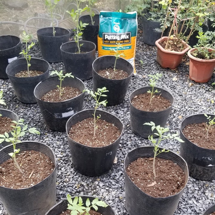 Cách trồng cà chua sô cô la. Đất trồng cây Namix