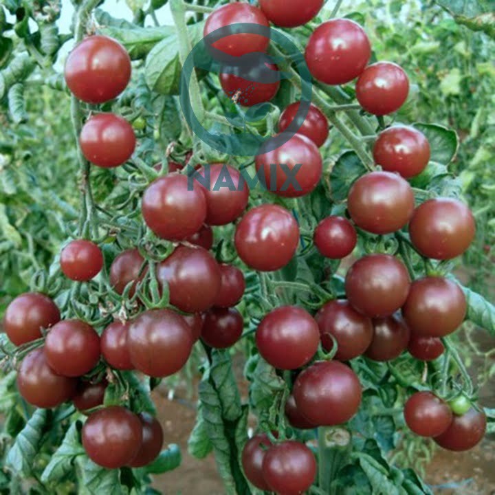 Đất trồng rau và hoa Namix. Cà chua đen