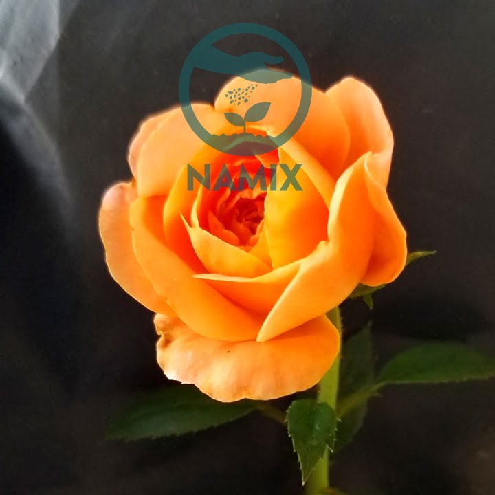 Bỏ túi cách trồng hoa hồng. Đất trồng hoa hồng Namix