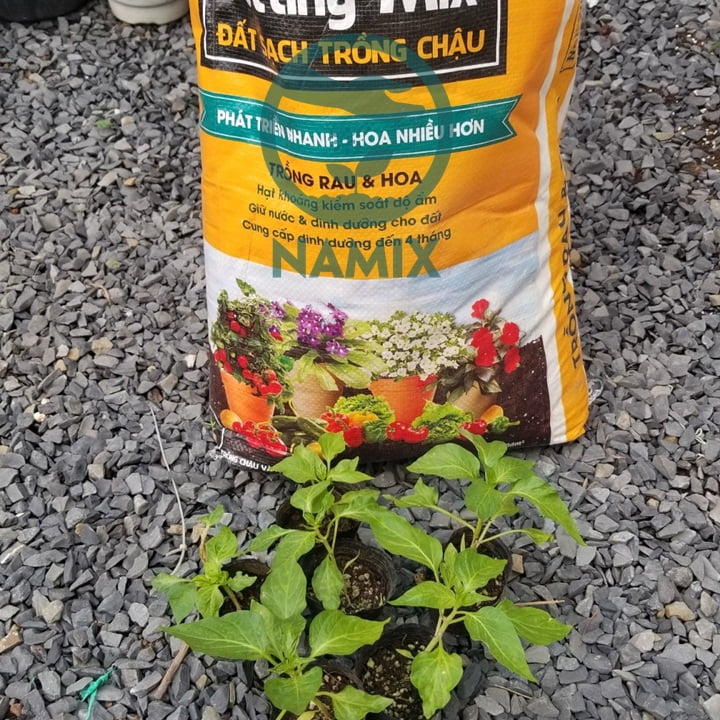 Cách trồng ớt chuông tại nhà.