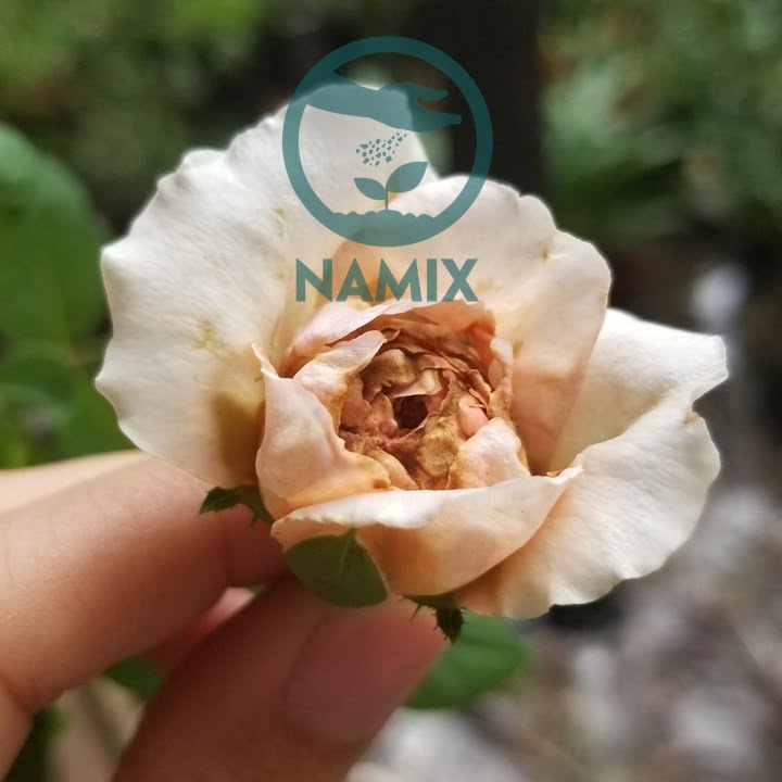 Cách trị bệnh cho hoa hồng. Đất trồng hoa Namix