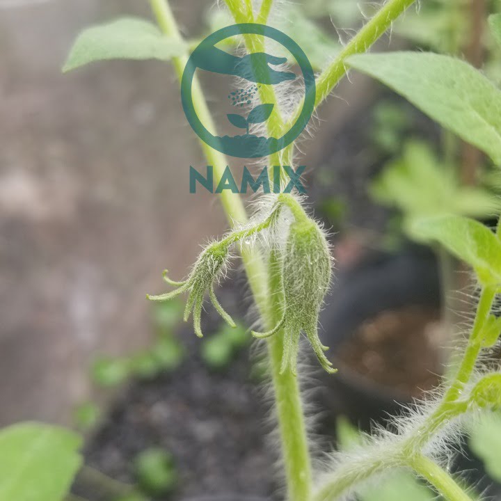 Hoa cà chua. Đất trồng cây Namix