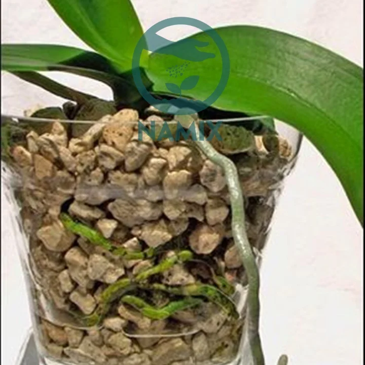 Đá pumice trồng hoa lan. Đá pumice Namix