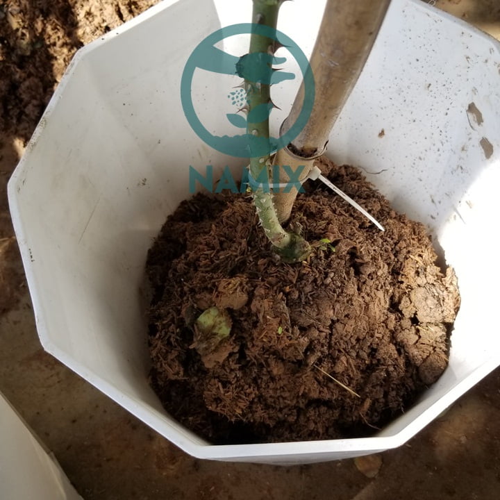 Cách thay chậu cho hoa hồng. Đất trồng hoa Namix