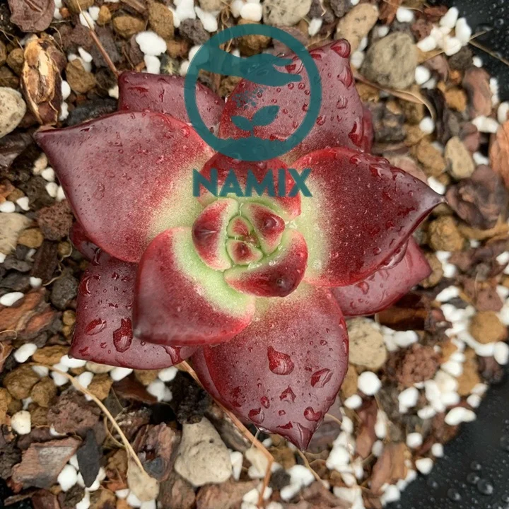 Đá pumice trồng sen đá. Đá pumice Namix