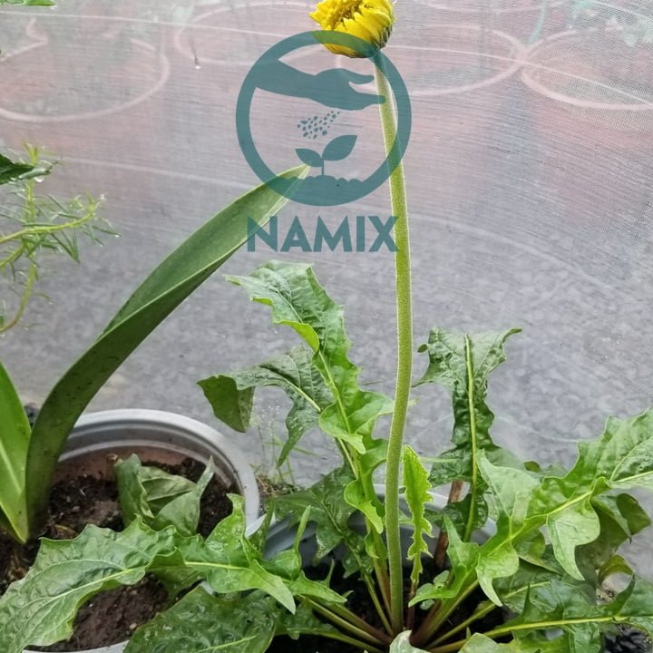 Đất trồng hoa Namix. Hoa đồng tiền