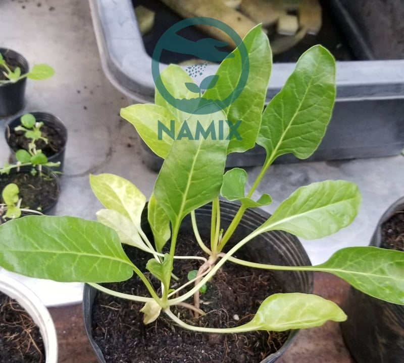 Cách trồng cải bó xôi. Đất sạch trồng rau Namix