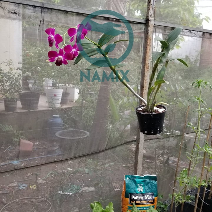 Giá thể trồng lan Dendrobium