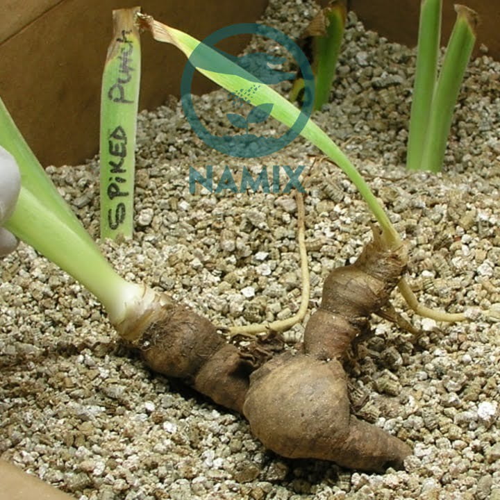 Đá vermiculite Namix. Đá vermiculite bảo quản củ giống.