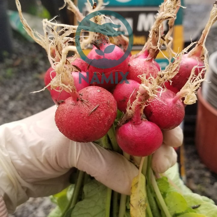 Cách trồng củ cải đỏ. Đất trồng rau Namix