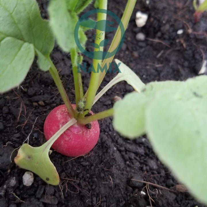 Gieo hạt cải radish. Đất trồng rau Namix