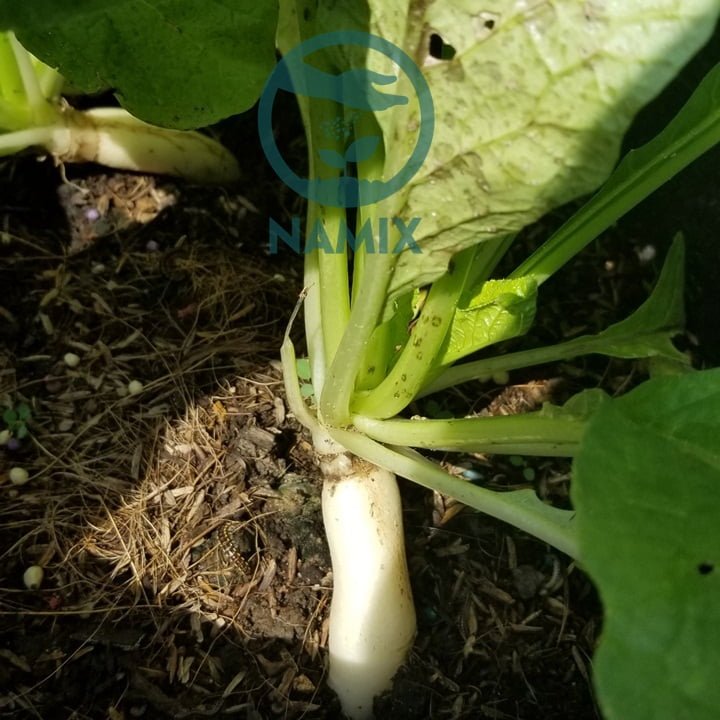 Đất trồng rau Namix. Cách trồng củ cải trắng