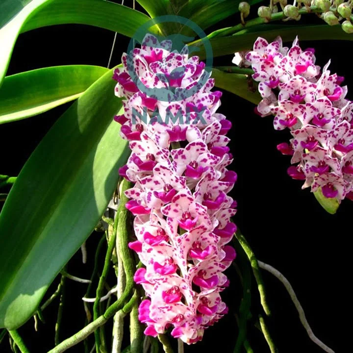 Giá thể trồng lan ngọc điểm Namix