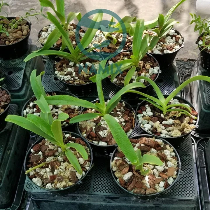 Lan đai châu. Giá thể trồng lan Namix