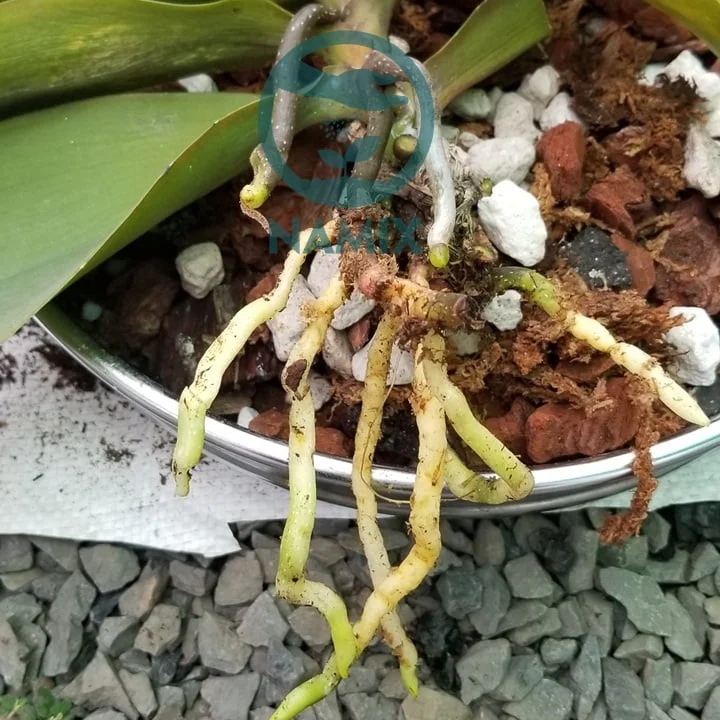 Giá thể trồng lan ngọc điểm. Đá Pumice Namix