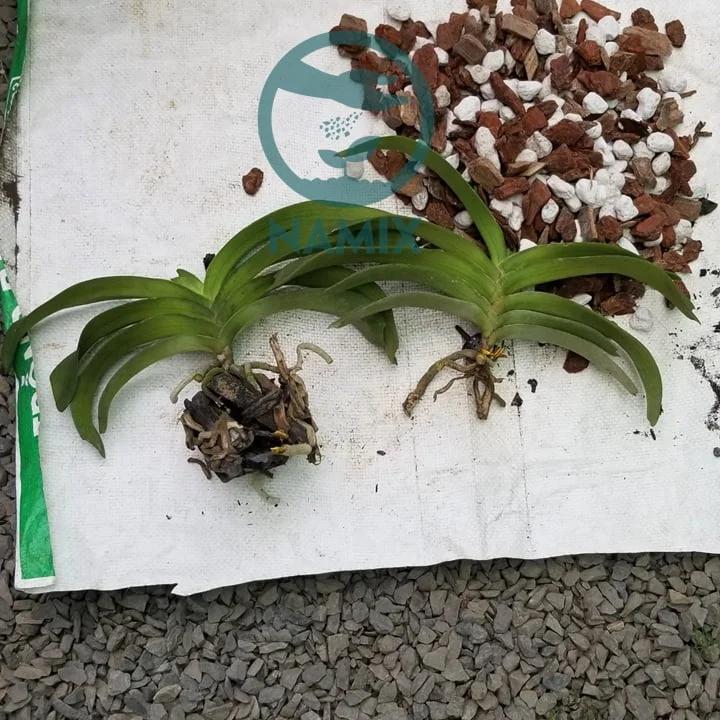 Lan đai châu. Giá thể trồng lan Namix