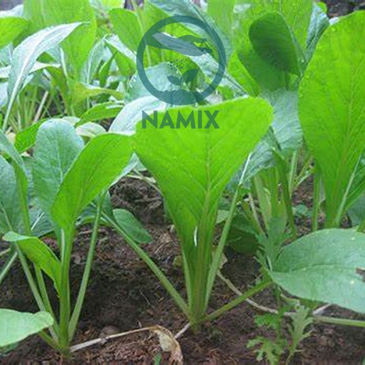 Cách trồng cải ngọt. Đất trồng rau Namix