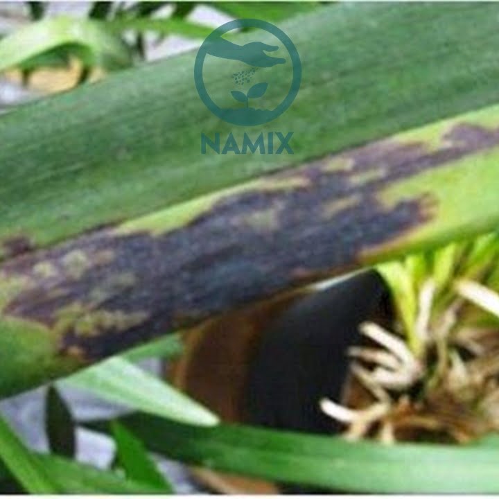 Bệnh thối đen trên lan. Kỹ thuật trồng lan catteya. Giá thể trồng lan Namix