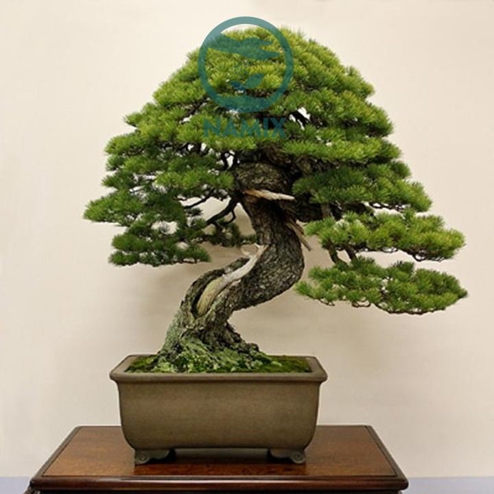 Kỹ thuật nhân giống Bonsai