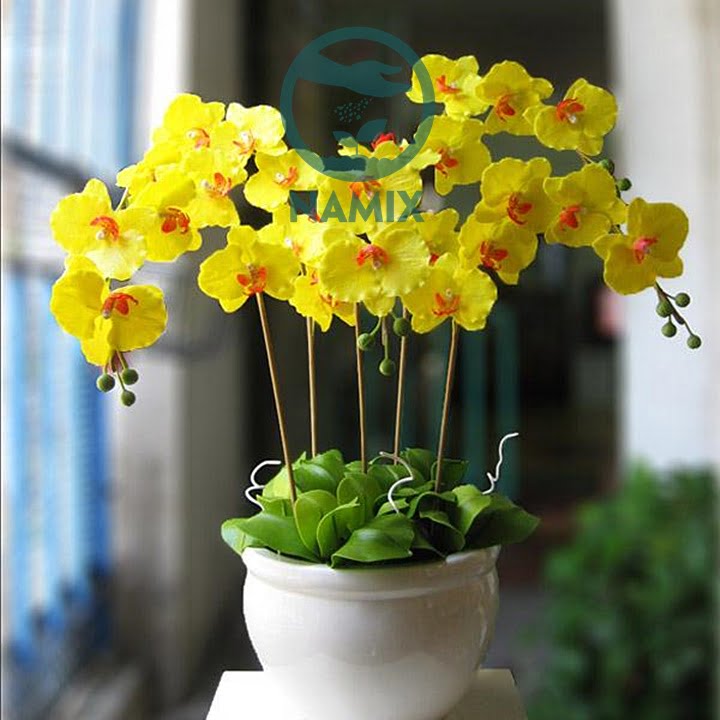 Nuôi trồng lan Hồ Điệp