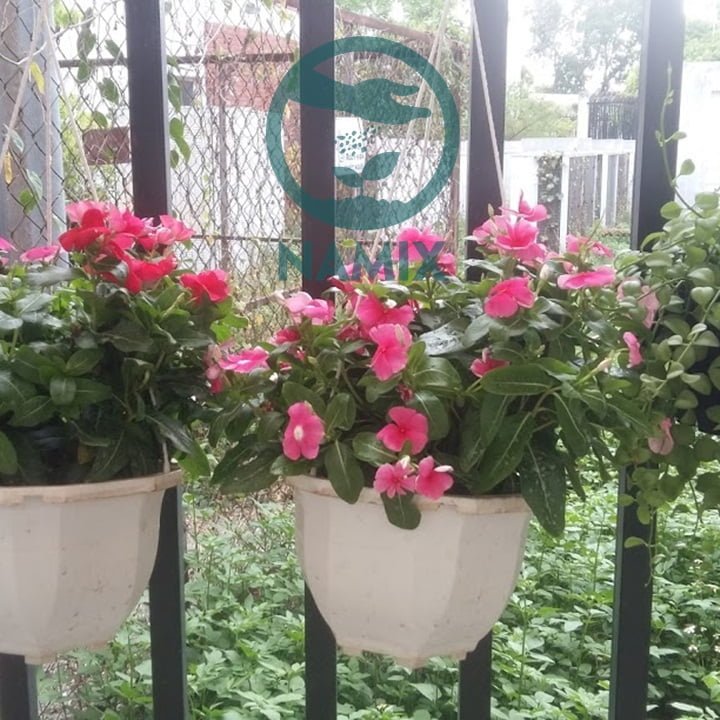 Hoa dừa cạn