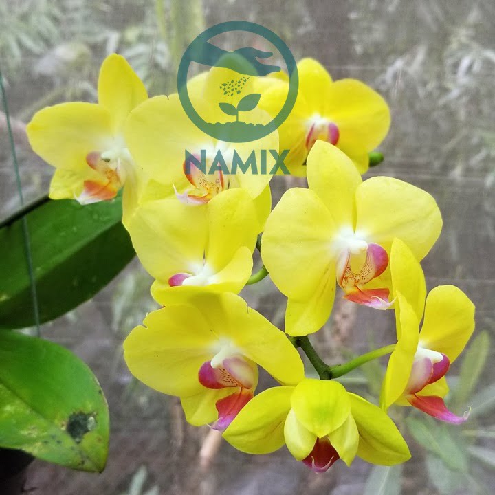 Kỹ thuật trồng lan hồ điệp. Giá thể trồng lan Namix