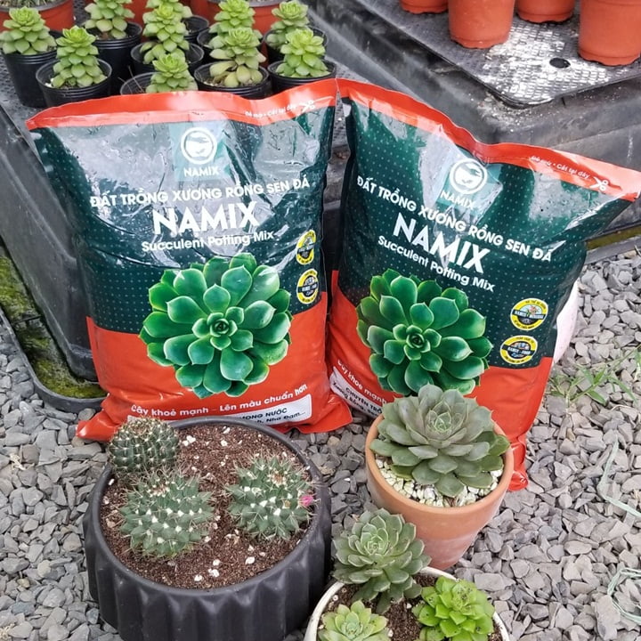 Succulent  potting mix Namix