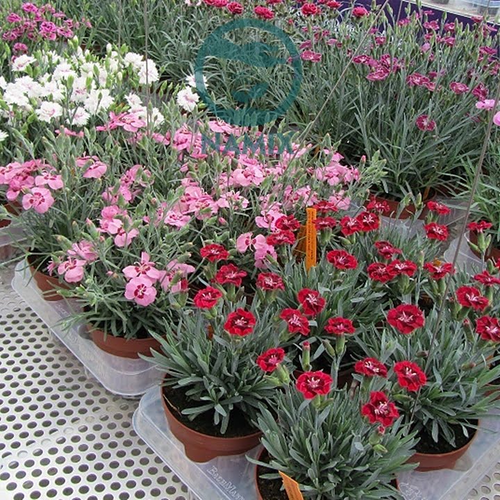 Kỹ thuật trồng và chăm sóc hoa cẩm chướng
