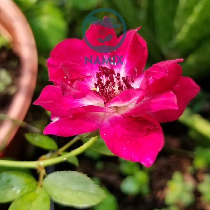 Hoa hồng. Đất trồng hoa hồng Namix