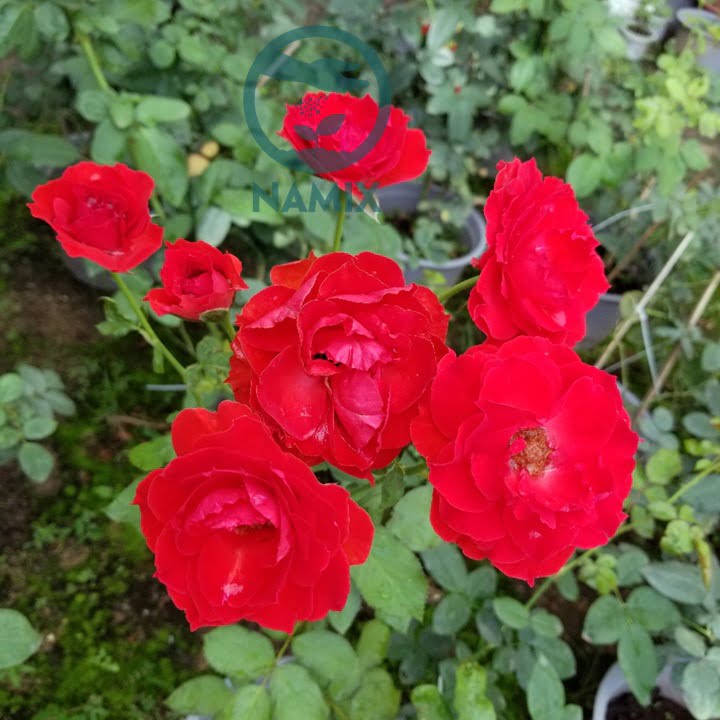 Sâu bệnh hại trên hoa hồng