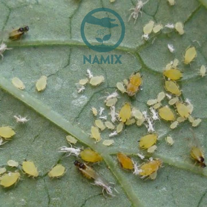 Rệp hại hoa hồng