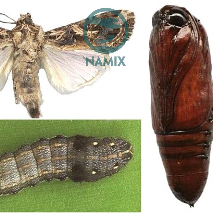Sâu khoang hại hoa hồng