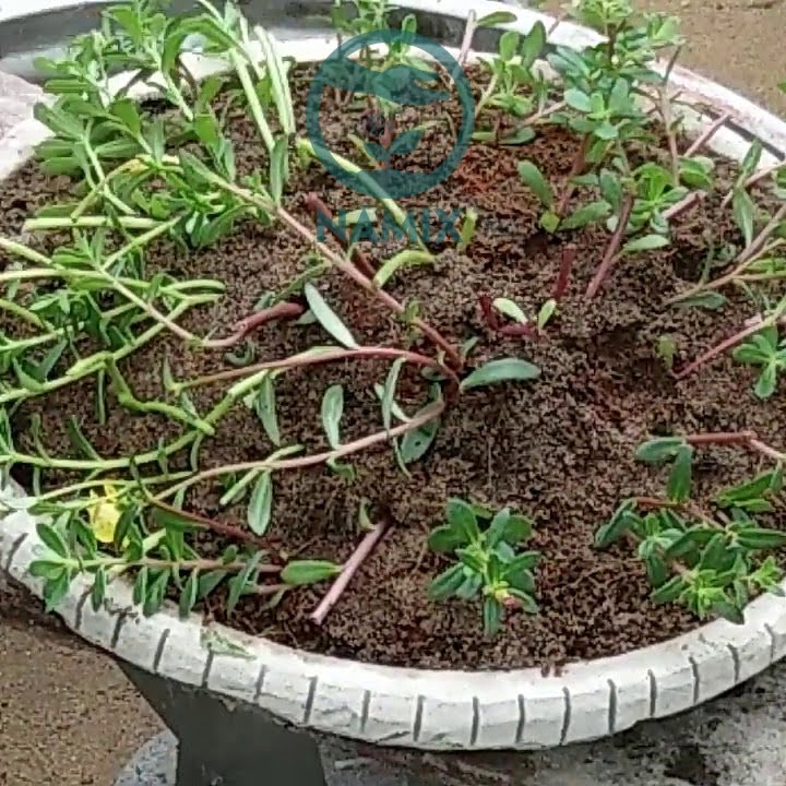 Trồng hoa mười giờ bằng dây
