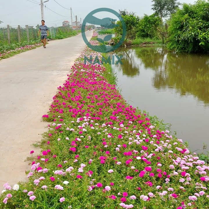 Chăm sóc hoa mười giờ
