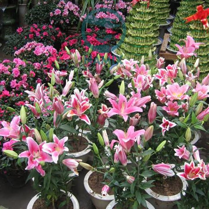 Trồng hoa Lily cho khu vườn của bạn tại sao không | NAMIX