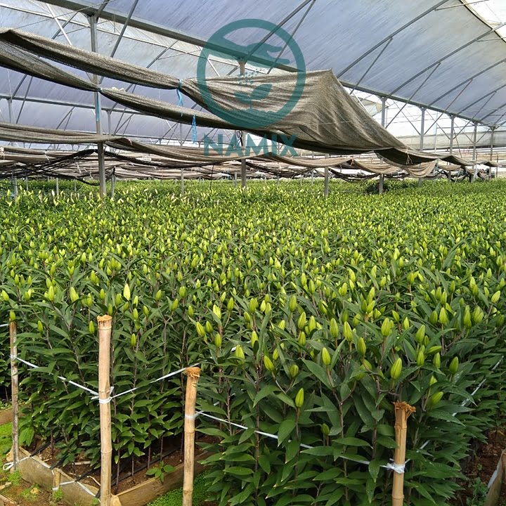 Lily được trồng trong điều kiện nhà kính
