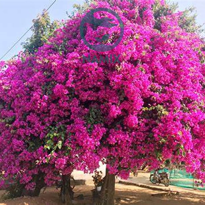 Quy trình xử lý ra hoa giấy