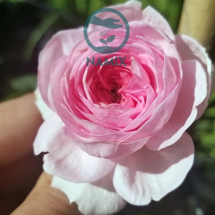 Hoa hồng Mon couer. Đất trồng hoa Namix