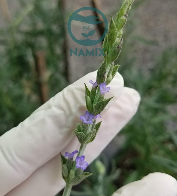 Lavender. Đất trồng hoa Namix