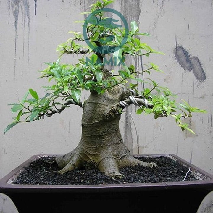 Trồng sung kiểng bonsai trang trí vườn nhà