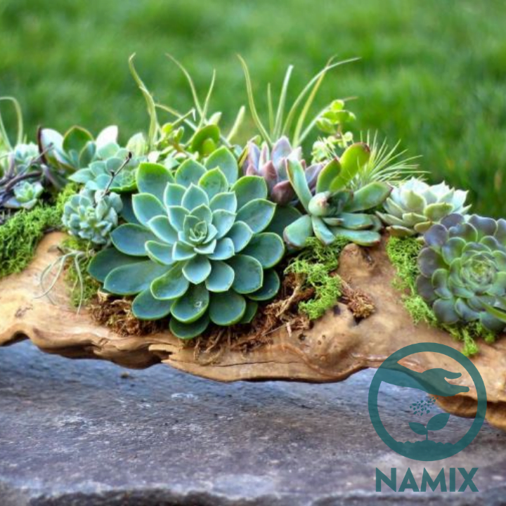 Cách trộn đất trồng sen đá. Đất trồng cây sen đá Namix