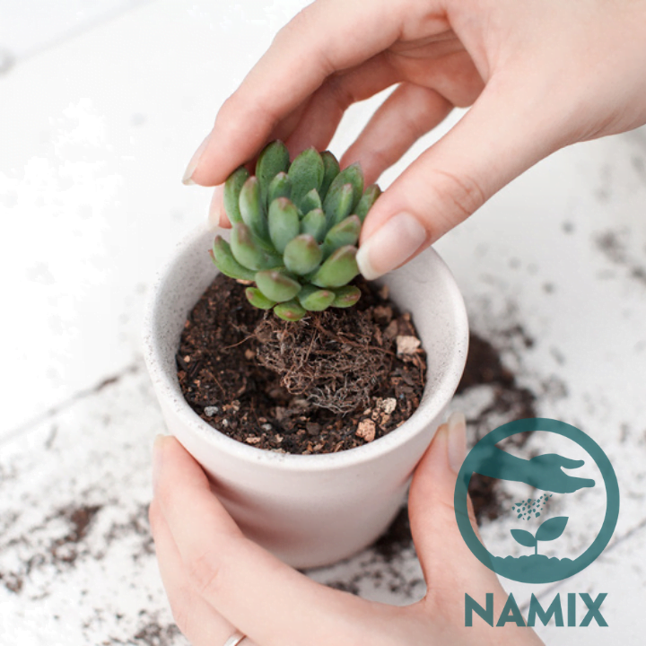 Cách trồng sen đá. Đất trồng sen đá Namix