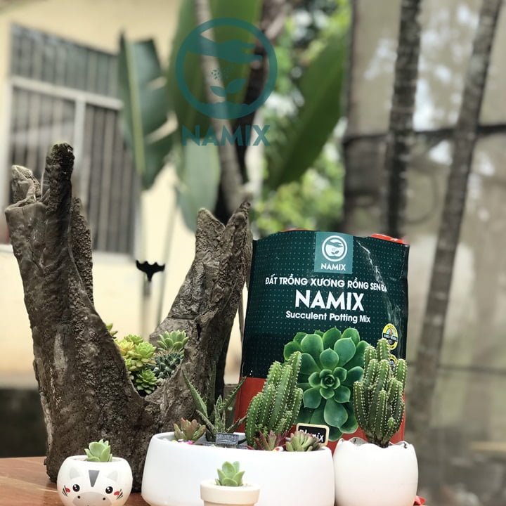 Sen đá có ý nghĩa gì? Đất trồng sen đá Namix