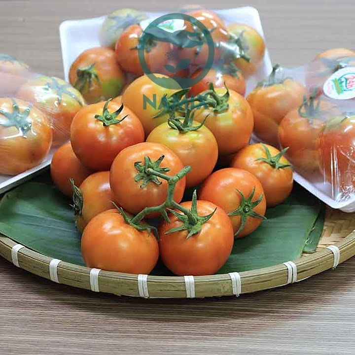 Kỹ thuật trồng và chăm sóc cà chua beef
