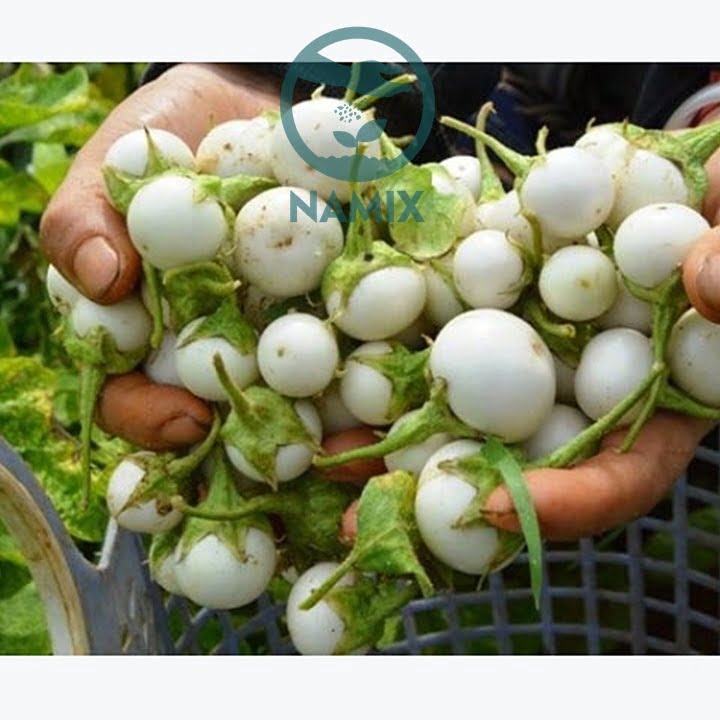 Cách trồng cà pháo siêu sạch tại nhà cùng Namix